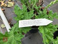 2 X MIXED SHRUBS - 4