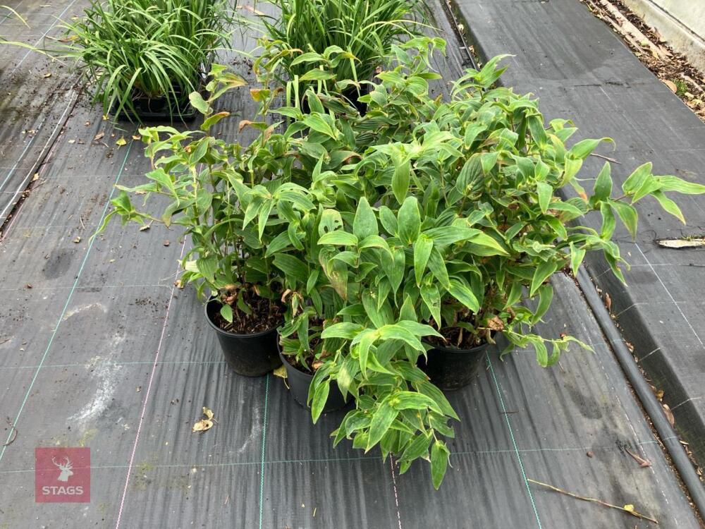 5 X TRICYRTIS MIYAZAKI TOAD LILY