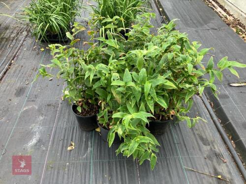 5 X TRICYRTIS MIYAZAKI TOAD LILY