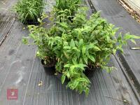 5 X TRICYRTIS MIYAZAKI TOAD LILY