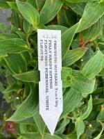 5 X TRICYRTIS MIYAZAKI TOAD LILY - 3
