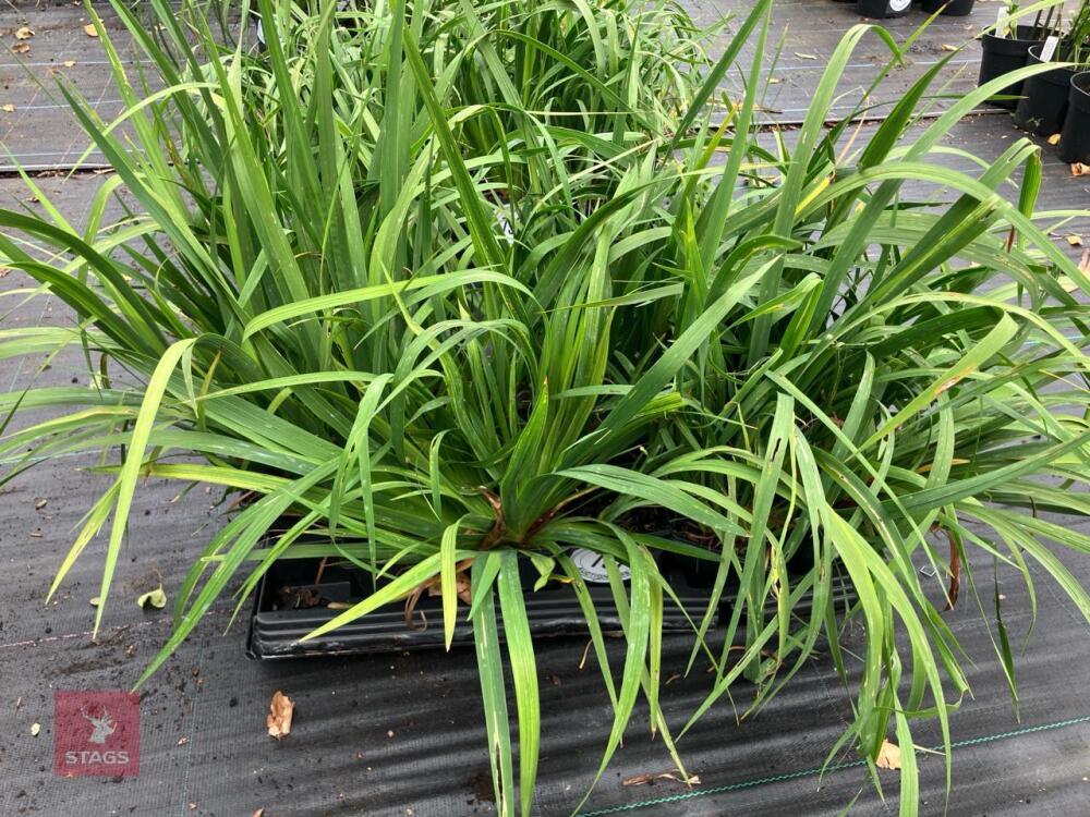 15 X LIBBERTIA GRANDIFLORA
