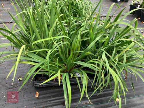 15 X LIBBERTIA GRANDIFLORA