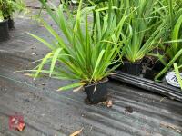 15 X LIBBERTIA GRANDIFLORA - 4