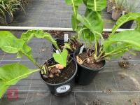 3 X INULA CAR PARK""