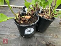 3 X INULA CAR PARK"" - 2