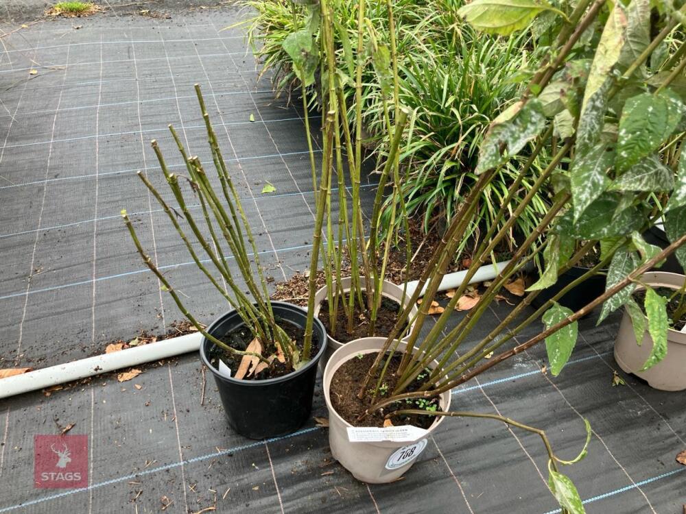 3 X HELIANTHUS LEMON QUEEN