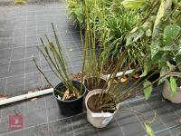 3 X HELIANTHUS LEMON QUEEN