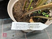 3 X HELIANTHUS LEMON QUEEN - 4
