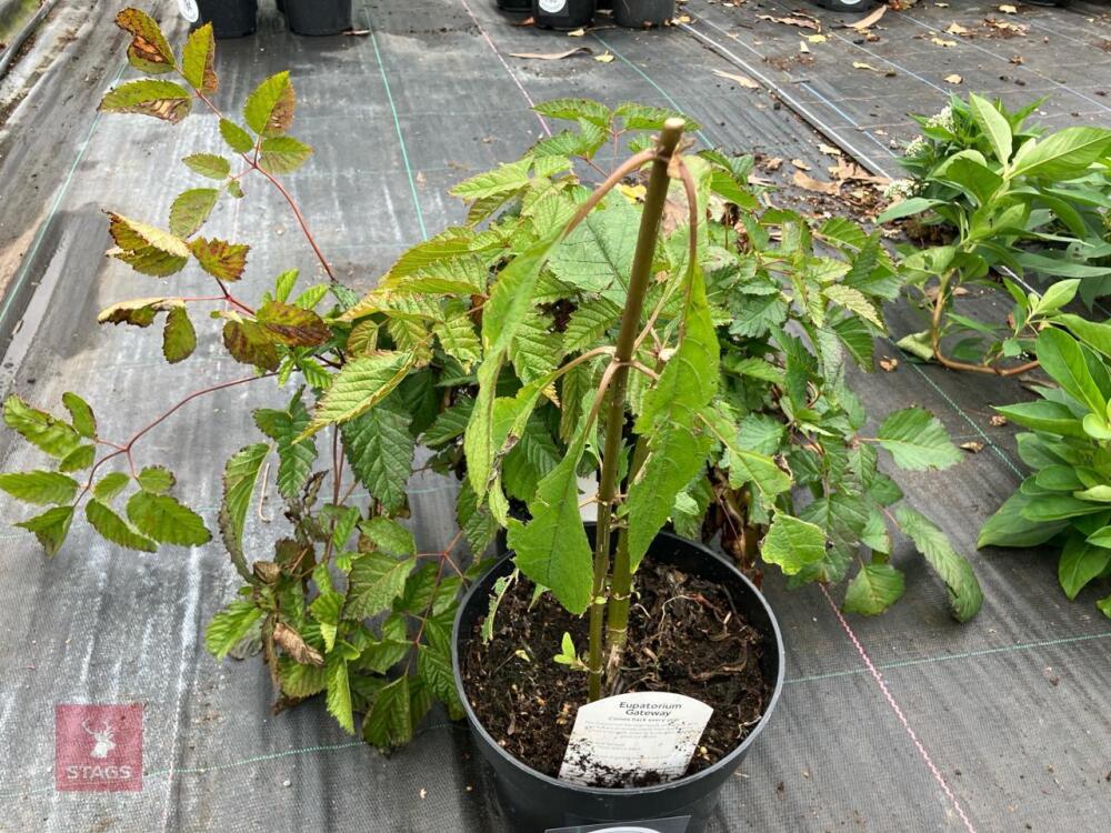 2 X MIXED SHRUBS