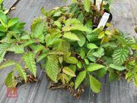 2 X MIXED SHRUBS - 2