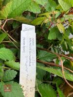2 X MIXED SHRUBS - 5
