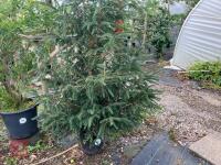 CHRISTMAS TREE (PINE)
