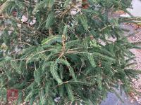 CHRISTMAS TREE (PINE) - 4