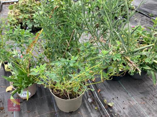3 X MIXED SHRUBS