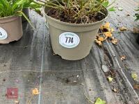 3 X MIXED SHRUBS - 2