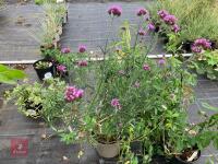 3 X MIXED SHRUBS - 3