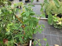 3 X MIXED SHRUBS - 5