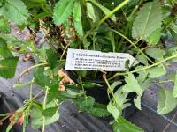 3 X MIXED SHRUBS - 6