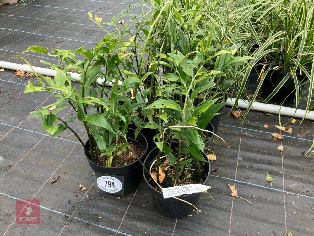 6 X DISPOROPSIS PERNYI