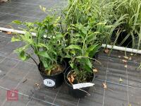 6 X DISPOROPSIS PERNYI