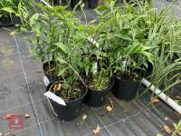6 X DISPOROPSIS PERNYI - 2