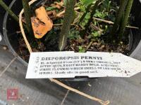 6 X DISPOROPSIS PERNYI - 4