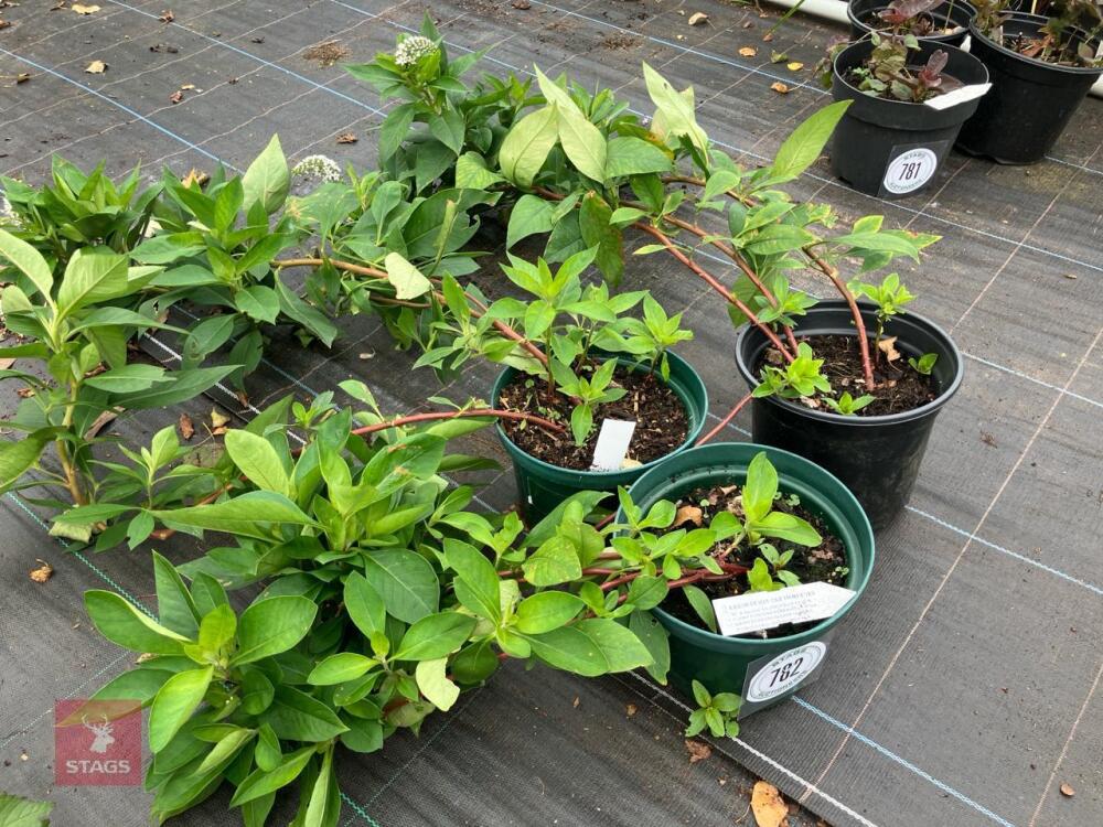 3 X LYSIMACHIA CLETHROIDES
