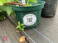 3 X LYSIMACHIA CLETHROIDES - 2