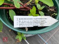 3 X LYSIMACHIA CLETHROIDES - 3