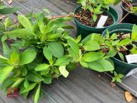 3 X LYSIMACHIA CLETHROIDES - 4