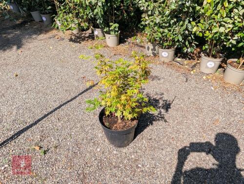 1 ACER PALMATUM SANGO KAKU SENKAK MAPLE