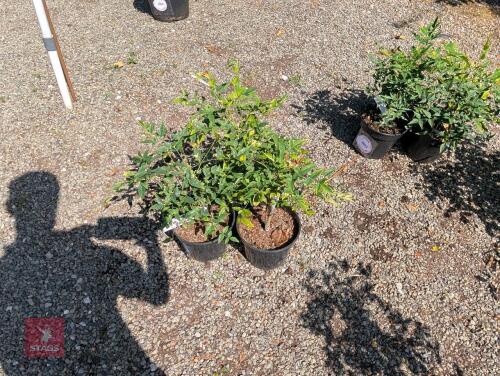 3 X NANDINA DOMESTICA MAGICAL LEMON LIME