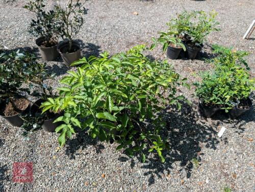 1 X SAMBUCUS NIGRA AUREA GOLDEN ELDER
