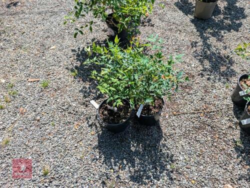 3 X NANDINA DOMESTICA MAGICAL LEMON LIME