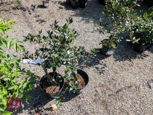 2 X OSMANTHUS HETEROPHYIIUS PURPUREUS