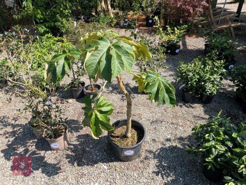 1 X TETRAPANAX