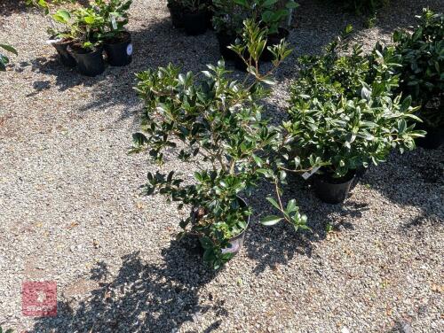 1 X OSMANTHUS HETEROPHYIIUS PURPUREUS