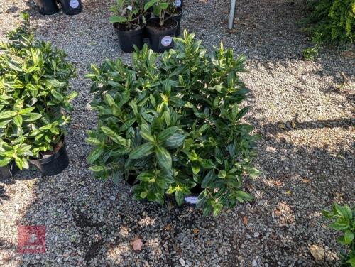 4 X HEBE X FRANCISCANA BLUE GEM
