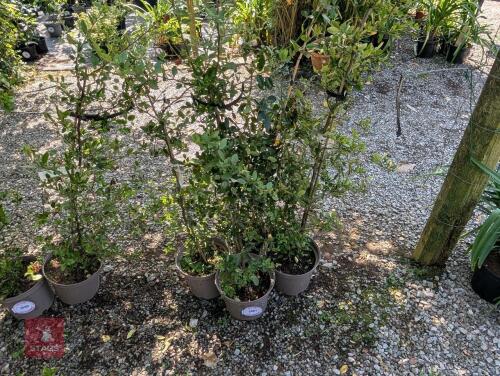 3 X PYRACANTHA COCCINEA