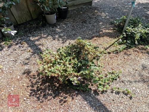 3 X RUBUS BETTY ASHBURNER