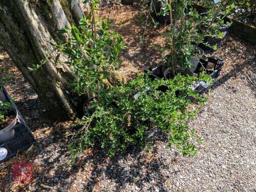 2 X PYRACANTHA GOLD SUN FIRE THORN
