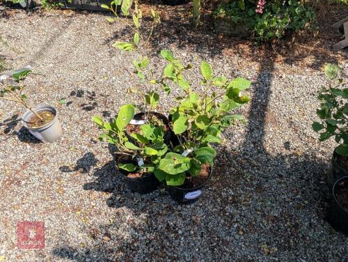 4 X MAGNOLIA X WEISENERI