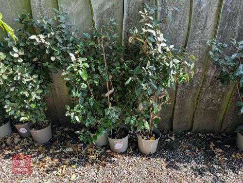 3 X ELAEAGNUS X EBBINGEI