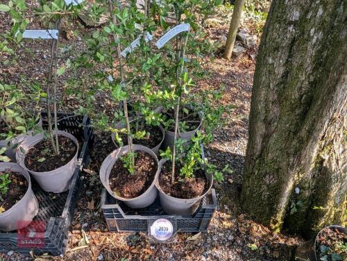 4 X PYRACANTHA COCCINEA