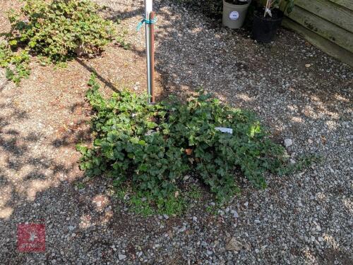 3 X RUBUS BETTY ASHBURNER