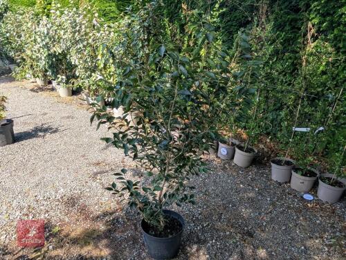1 X UNKNOWN SHRUB