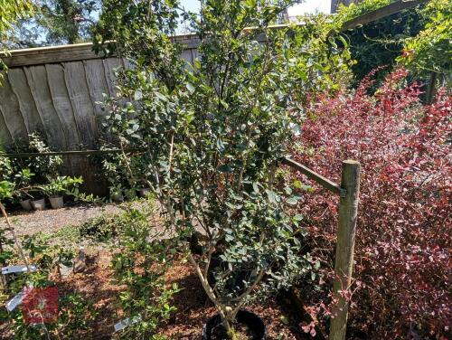 1 X LONICERA TATARICA HACKS RED