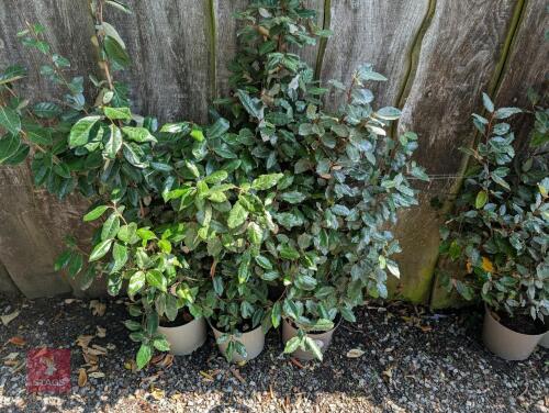 3 X ELAEAGNUS X EBBINGEI