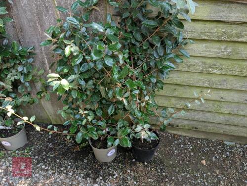 2 X ELAEAGNUS X EBBINGEI